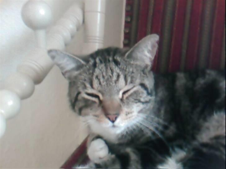 Blanding af racer Tiger billede 5