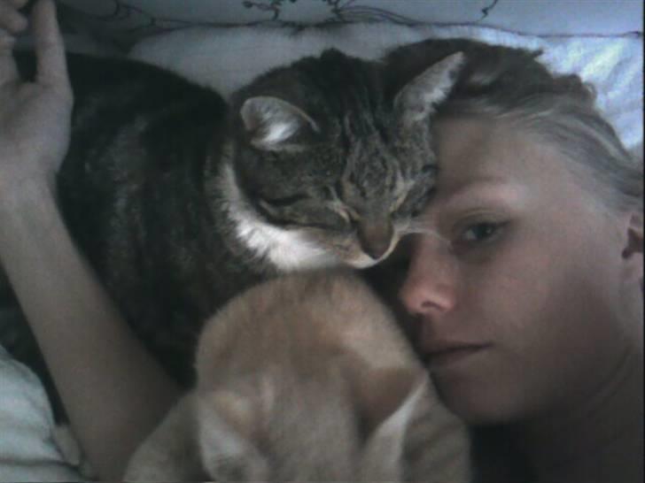 Blanding af racer Tiger billede 6