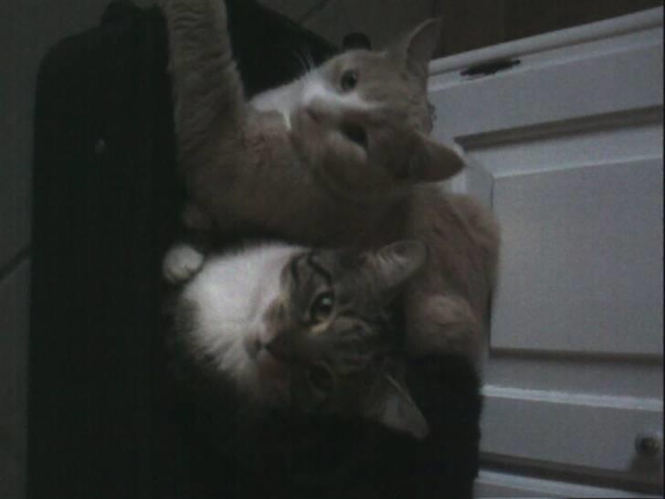 Blanding af racer Tiger billede 8