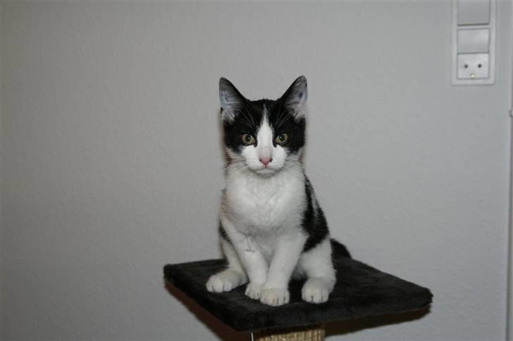 Huskat Felix - Se mig?! billede 1