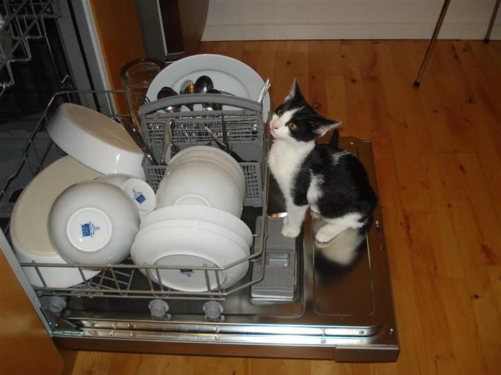 Huskat Felix billede 2