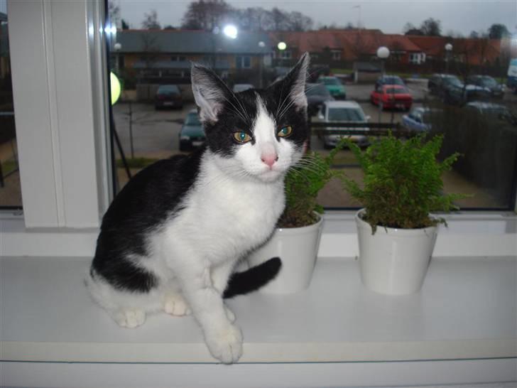 Huskat Felix billede 3