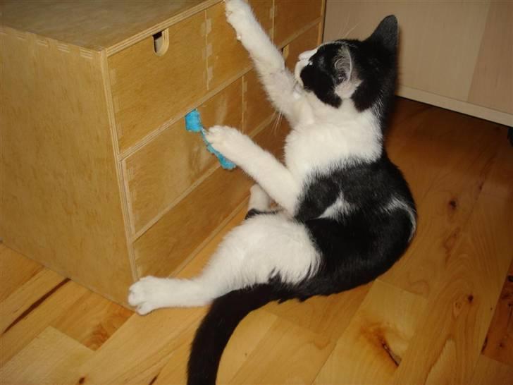 Huskat Felix billede 4