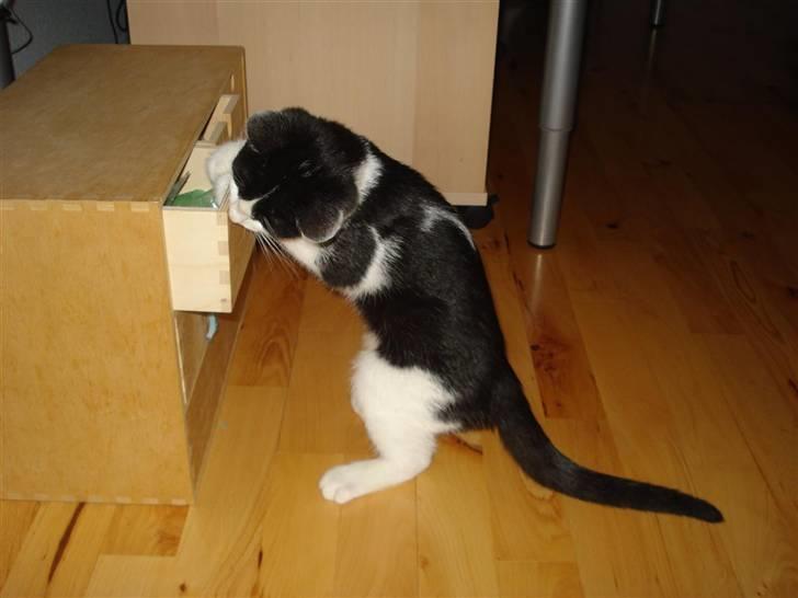 Huskat Felix billede 5