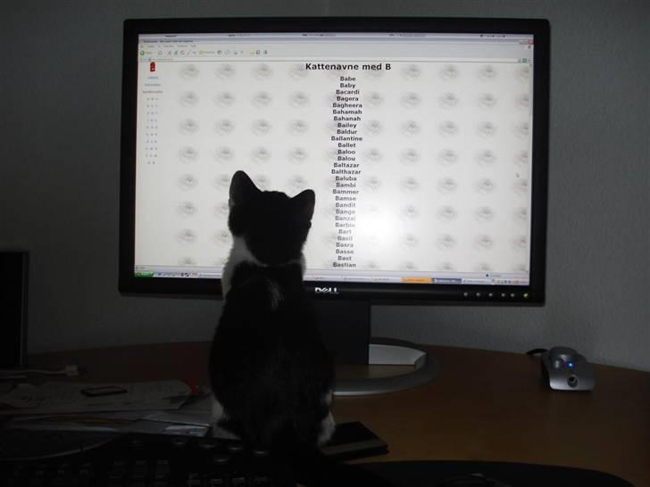 Huskat Felix billede 6