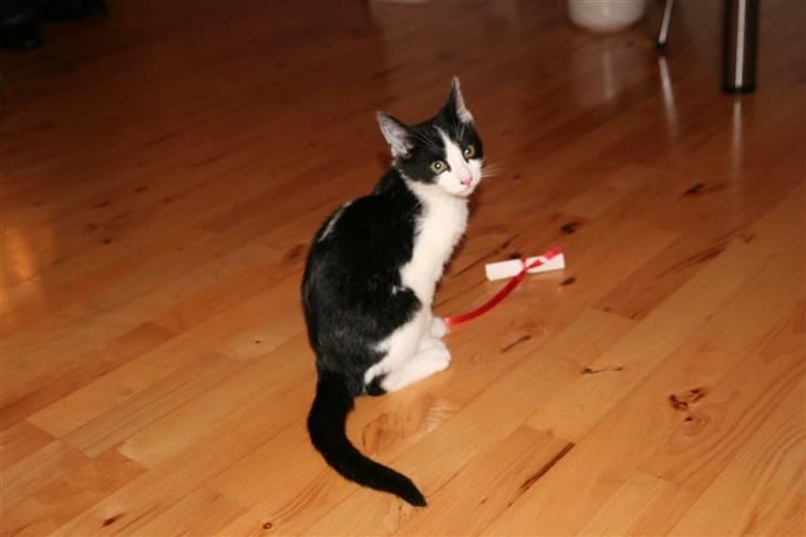 Huskat Felix billede 7