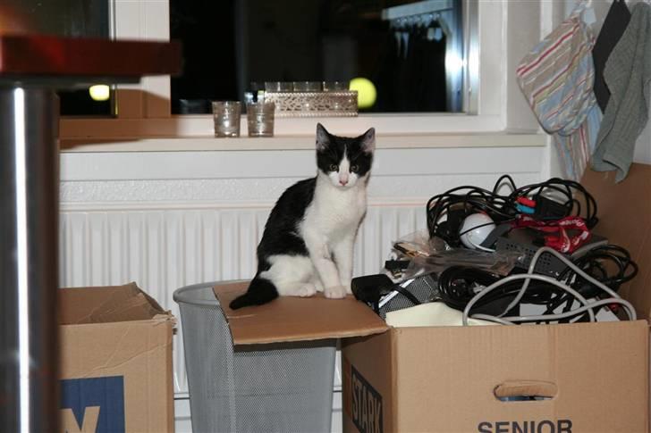 Huskat Felix billede 8