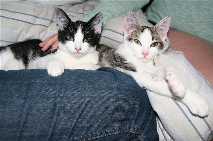 Huskat Felix billede 9