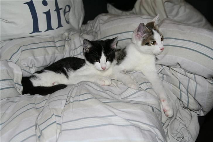 Huskat Felix billede 10