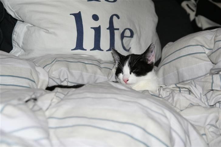 Huskat Felix billede 11