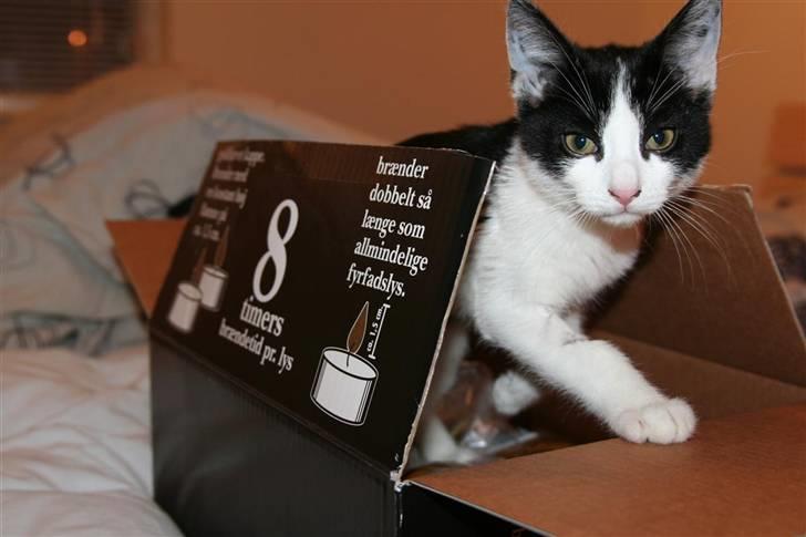 Huskat Felix billede 12