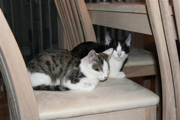 Huskat Felix billede 13