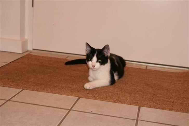 Huskat Felix billede 15