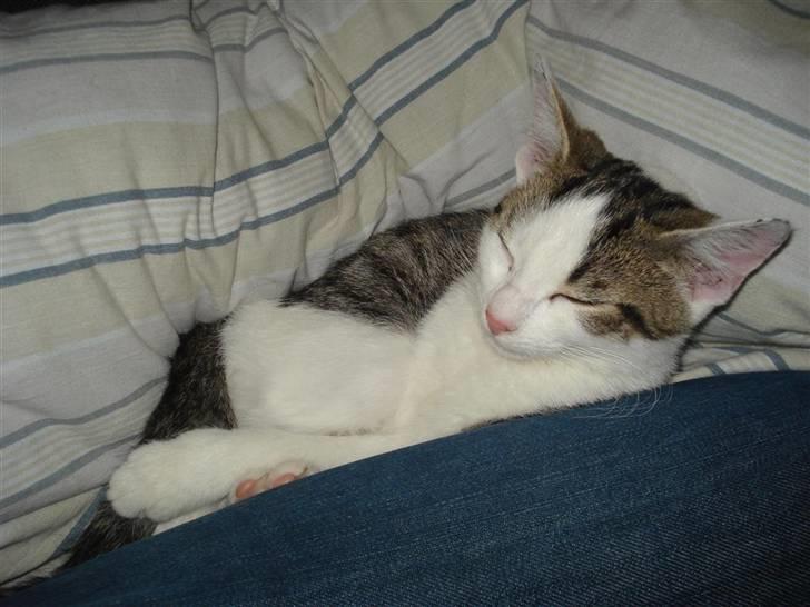 Huskat Findus billede 1