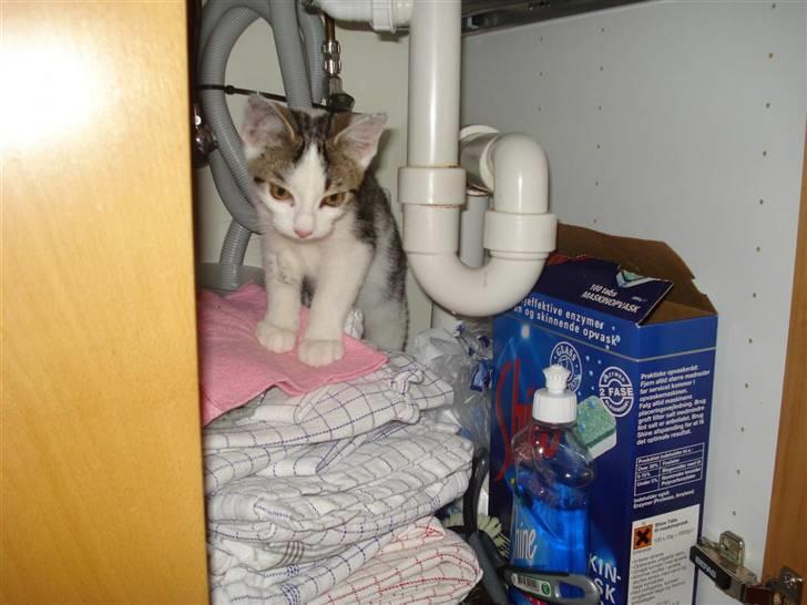 Huskat Findus billede 2