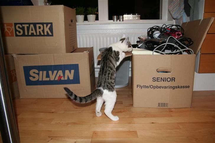 Huskat Findus billede 3