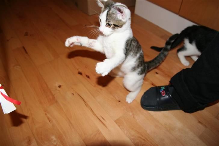 Huskat Findus billede 4