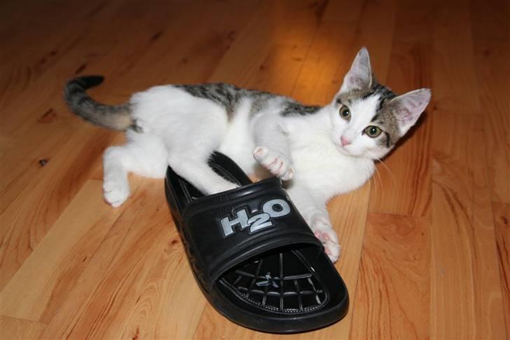 Huskat Findus billede 5