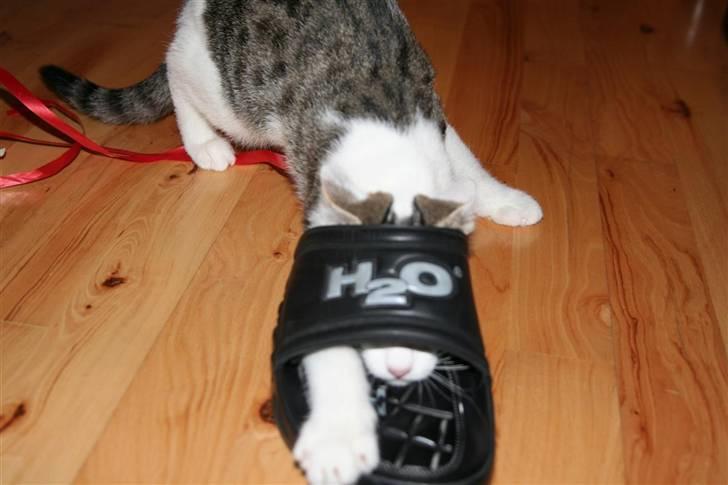 Huskat Findus billede 6