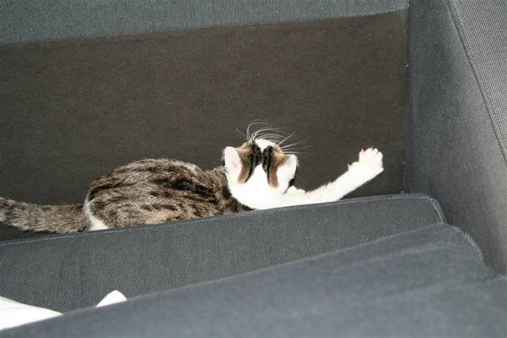 Huskat Findus billede 7