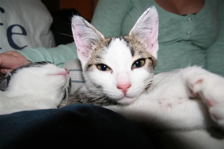 Huskat Findus billede 9