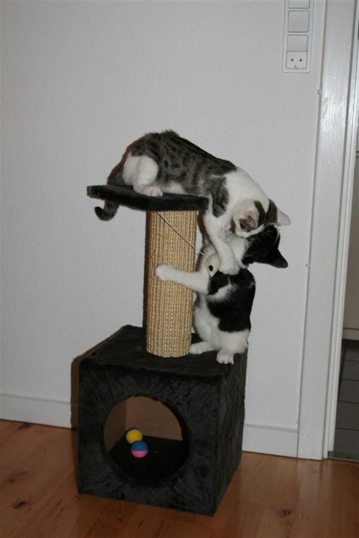 Huskat Findus billede 12