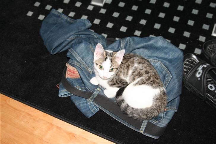 Huskat Findus billede 13