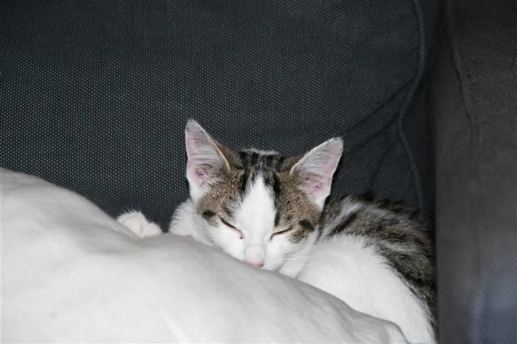 Huskat Findus billede 14