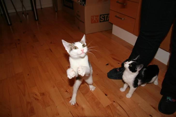 Huskat Findus billede 15