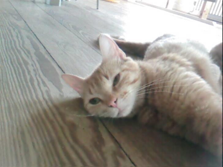 Blanding af racer Pitteren billede 2