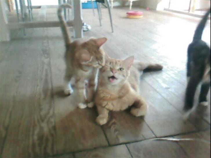 Blanding af racer Pitteren billede 3