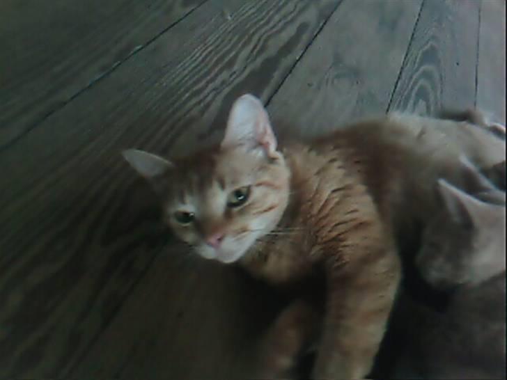 Blanding af racer Pitteren billede 4