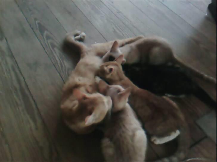 Blanding af racer Pitteren billede 7