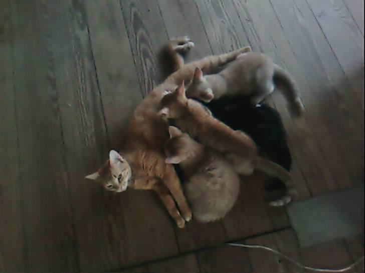 Blanding af racer Pitteren billede 8