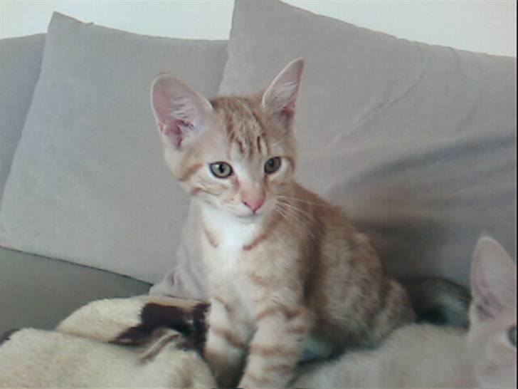 Blanding af racer Pitteren - pitterens killing er på en gård med sin søster (hankat) billede 10