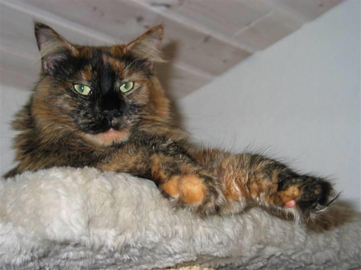 Maine Coon DK Krammedyret Aronja - Har overblikket billede 1