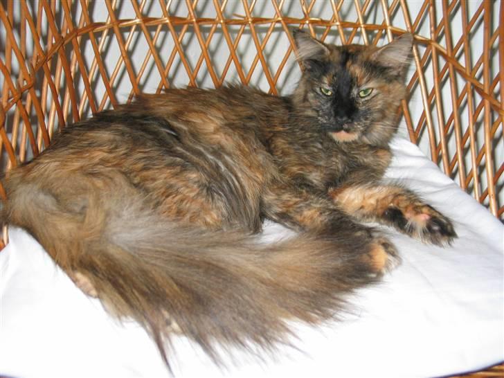 Maine Coon DK Krammedyret Aronja - En slapper billede 2