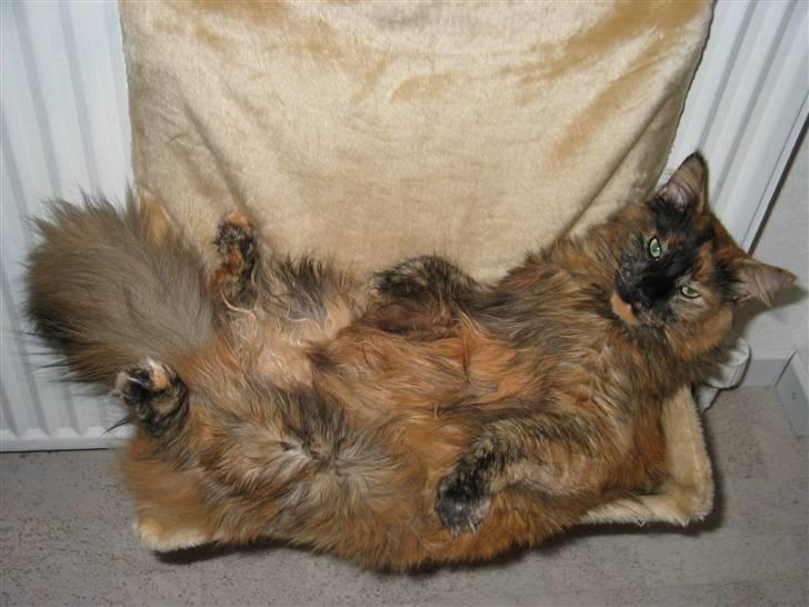 Maine Coon DK Krammedyret Aronja - Heej, kom og klø mig på næsen! billede 3