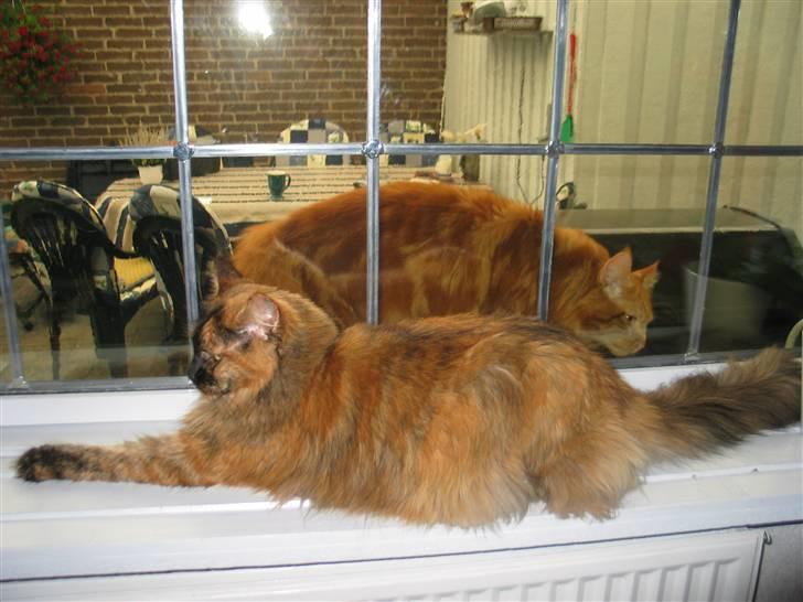 Maine Coon DK Krammedyret Aronja - Ha, det er mig der ligger inde i varmen. billede 4