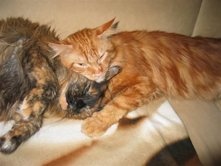 Maine Coon DK Krammedyret Aronja - Han er nu lidt anmasende billede 5