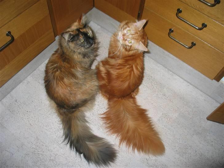 Maine Coon DK Krammedyret Aronja - Vi er uskyldige!! billede 6