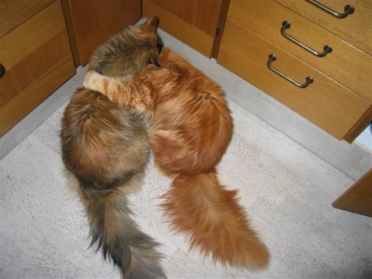 Maine Coon DK Krammedyret Aronja - Nu skal du bare hører! billede 7