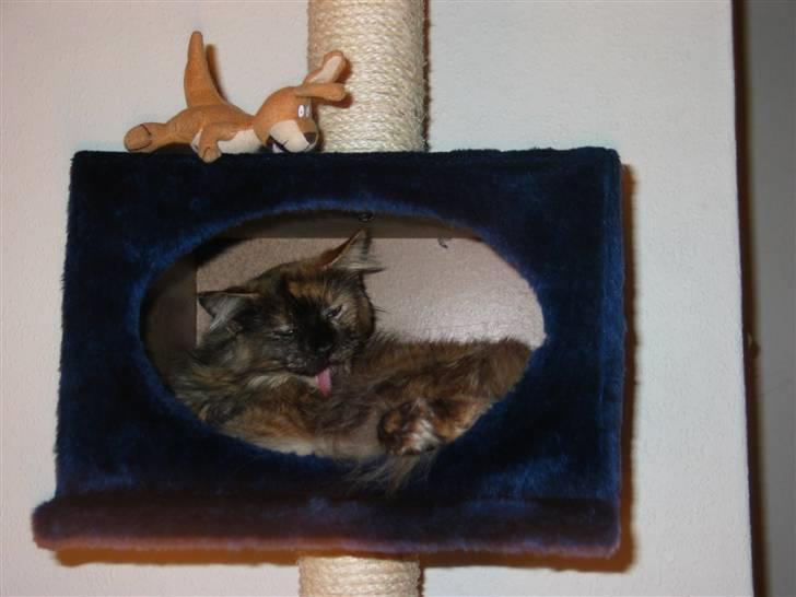 Maine Coon DK Krammedyret Aronja - Her kan man da være i fred billede 8