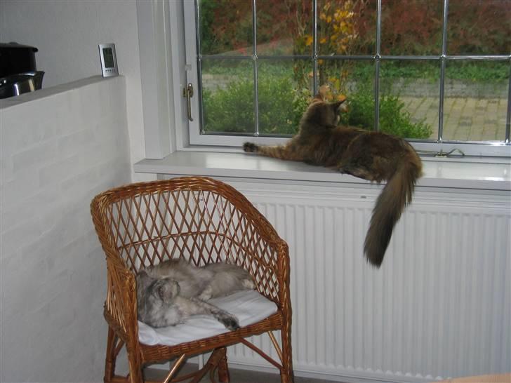 Maine Coon DK Krammedyret Aronja - Hvem kommer nu? billede 9