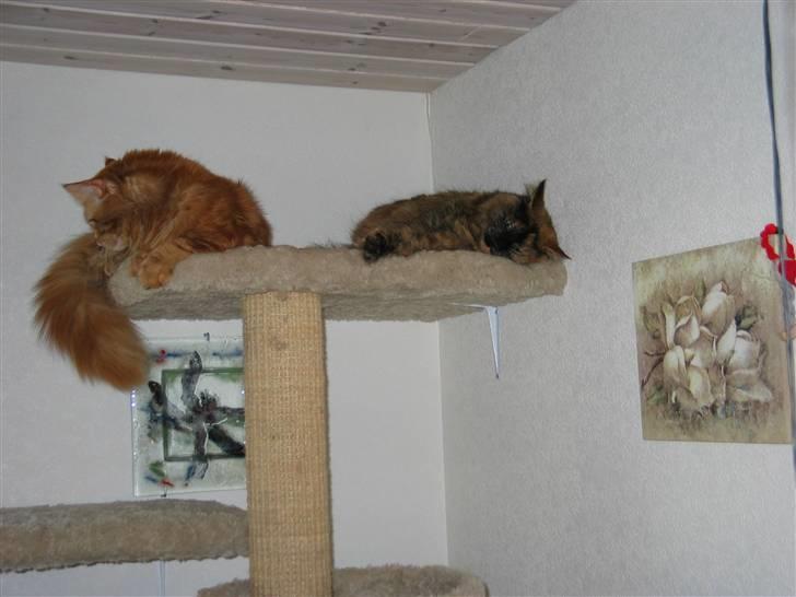 Maine Coon DK Krammedyret Aronja - Hvis jeg lader som om jeg sover, går han nok ned. billede 10