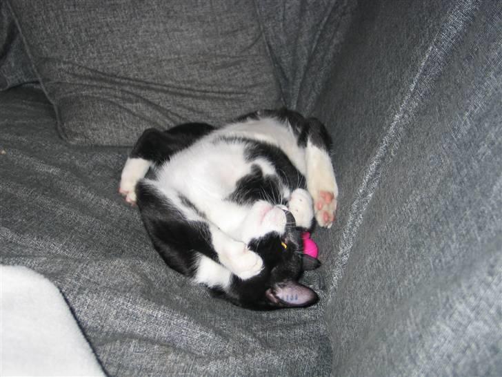 Blanding af racer Mikkel  - Foto: Mig billede 11