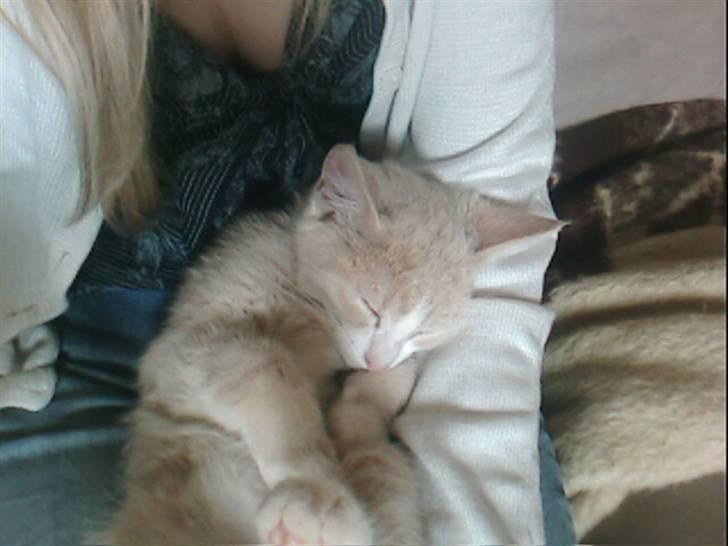 Blanding af racer Snoop billede 3