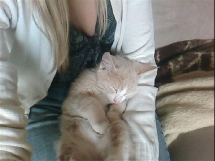 Blanding af racer Snoop billede 4