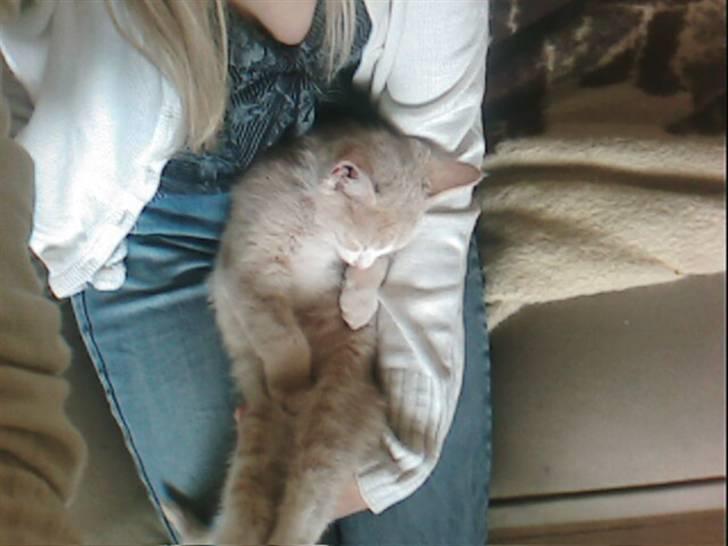 Blanding af racer Snoop billede 5