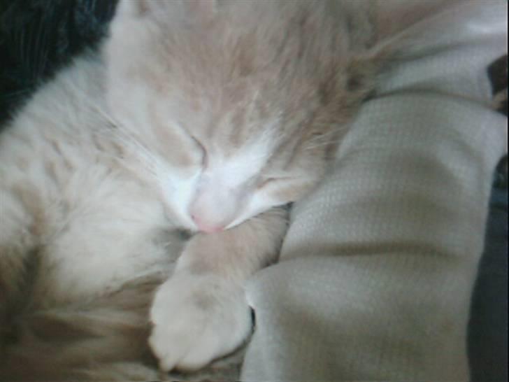 Blanding af racer Snoop billede 6